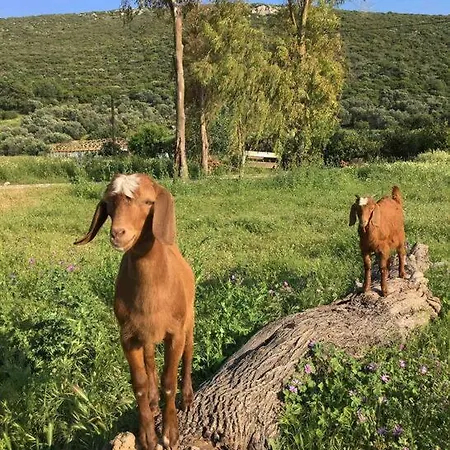 Patara Plaji Ve Patara Antik Kentin Yaninda *